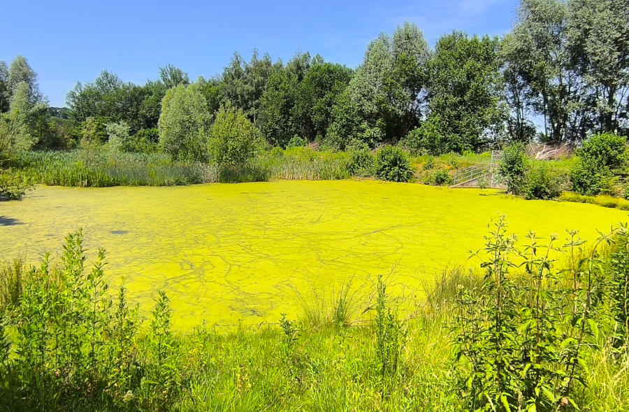 Schon seit Monaten restlos mit Wasserlinsen besiedelt - Regenrückhaltebecken am Krähenholz Ende Juni 2026. Fotos: NABU Leopoldshöhe / Ewald Thies