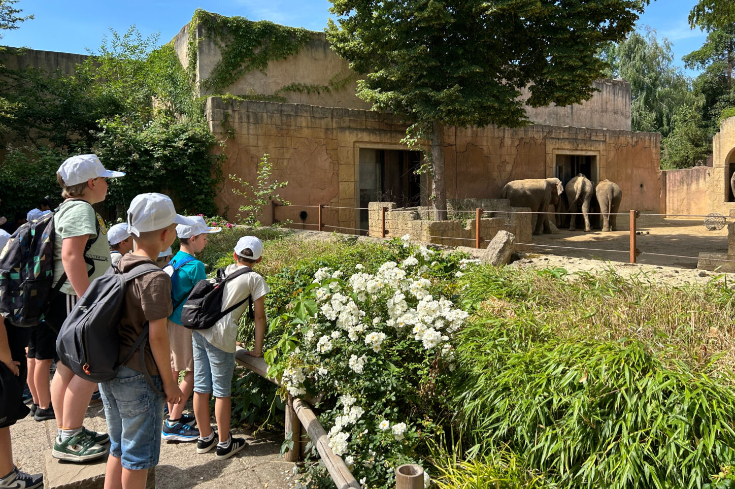 Kinder der Grundschule Asemissen schauen im Zoo Hannover nach den Elefanten. Foto: Grundschule Asemissen