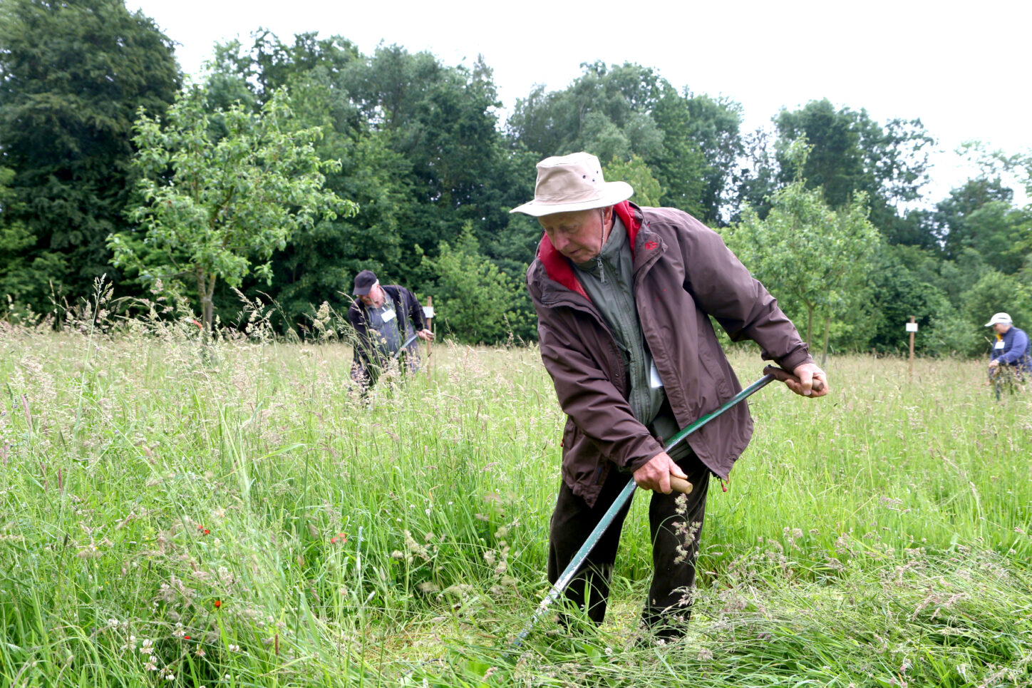 Baldur Hafemann schwingt die Sense durch das hohe Gras. Foto: Thomas Dohna