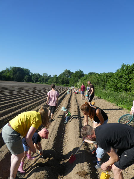 Alle helfen mit beim Kartoffelsetzen. Foto: Privat