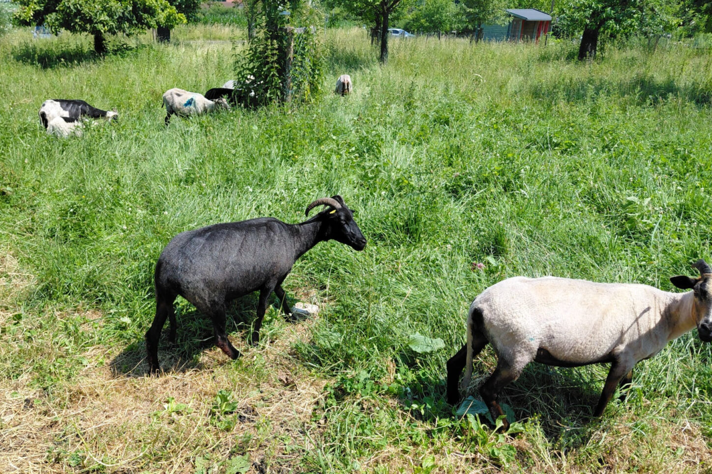 Frisch geschoren tummeln sich die Schafe auf der Weide. Foto: Heimatverein Leopoldshöhe
