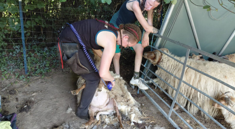 Carolin Büntig und Pia Völker scheren die Schafe auf dem Heimathof. Foto: Heimatverein