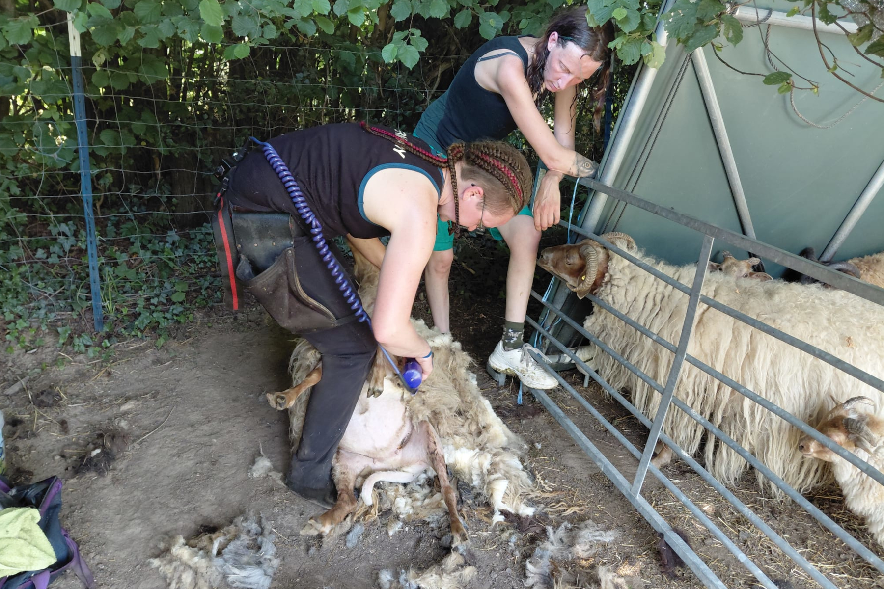 Carolin Büntig und Pia Völker scheren die Schafe auf dem Heimathof. Foto: Heimatverein