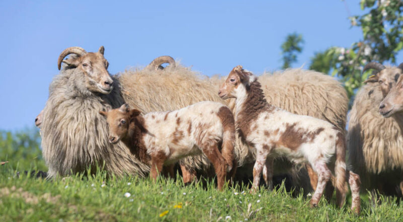 Die Schafe müssen dringend geschoren werden, damit sie die heißen Temperaturen gut überstehen. Foto: Heimatverein Leopoldshöhe