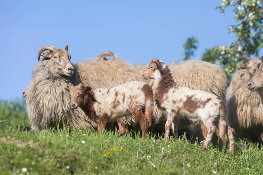 Die Schafe müssen dringend geschoren werden, damit sie die heißen Temperaturen gut überstehen. Foto: Heimatverein Leopoldshöhe