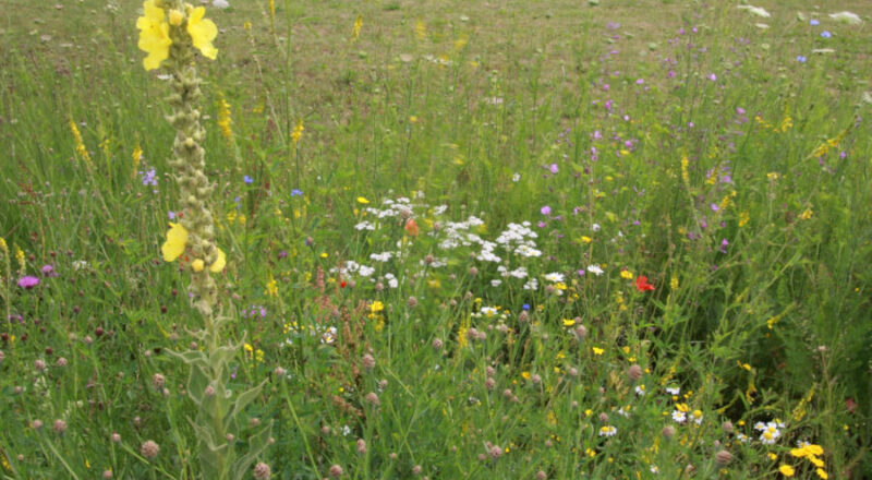 Wilde Wiese. Foto: Kreis Lippe