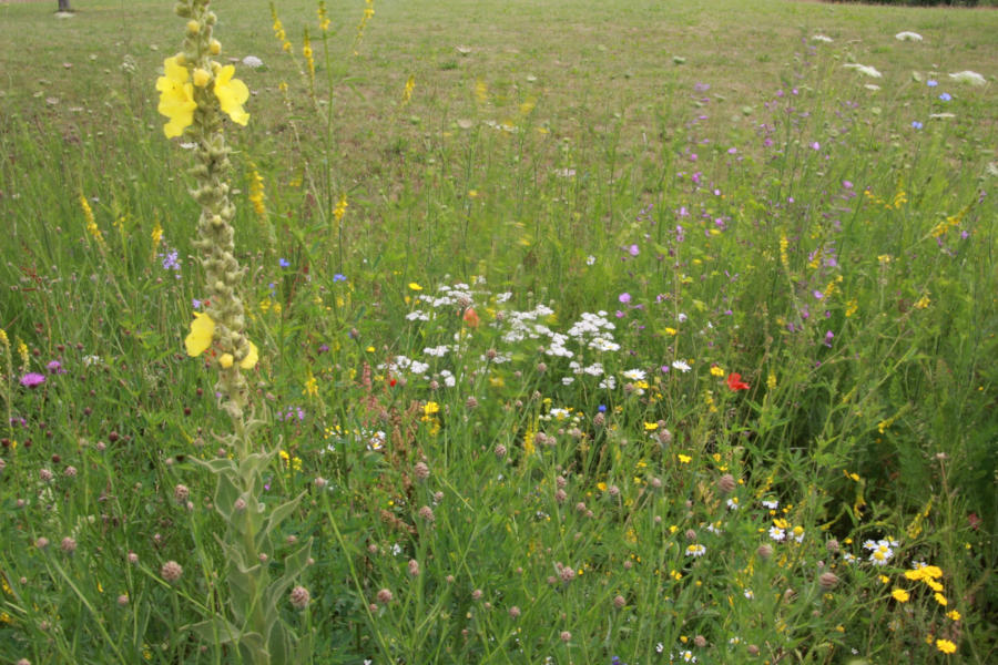 Wilde Wiese. Foto: Kreis Lippe