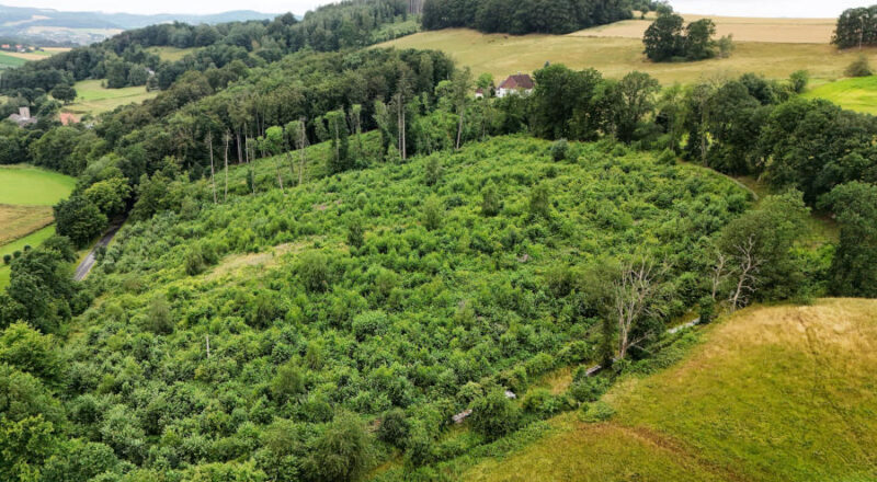 Aktuelle Drohnenaufnahme des Bienenwalds aus 2026. Fotos: LVL