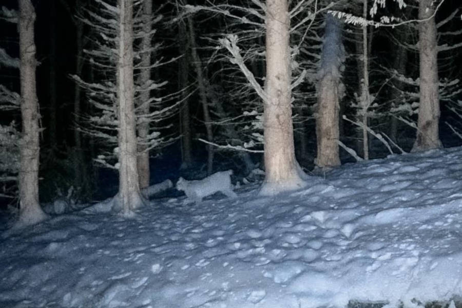 Eine Wildtierkamera hat den Luchs eingefangen. Foto: R. Ortmeier