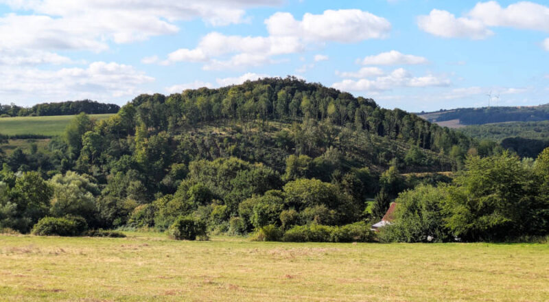 Blick auf den durchforsteten Mühlenberg von Westen aus. Foto: Landesverband