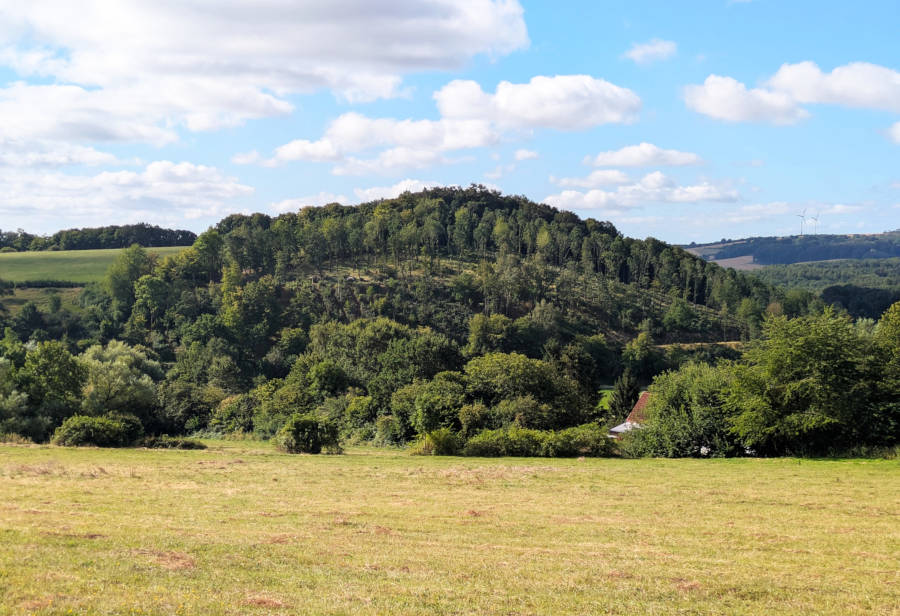 Blick auf den durchforsteten Mühlenberg von Westen aus. Foto: Landesverband