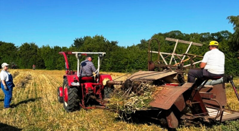 Ein Trecker mit einem Mähbinder bespannt, so ernteten die Treckerfreunde den auf eigenem Acker angebauten Weizen. Foto: Treckerfreunde