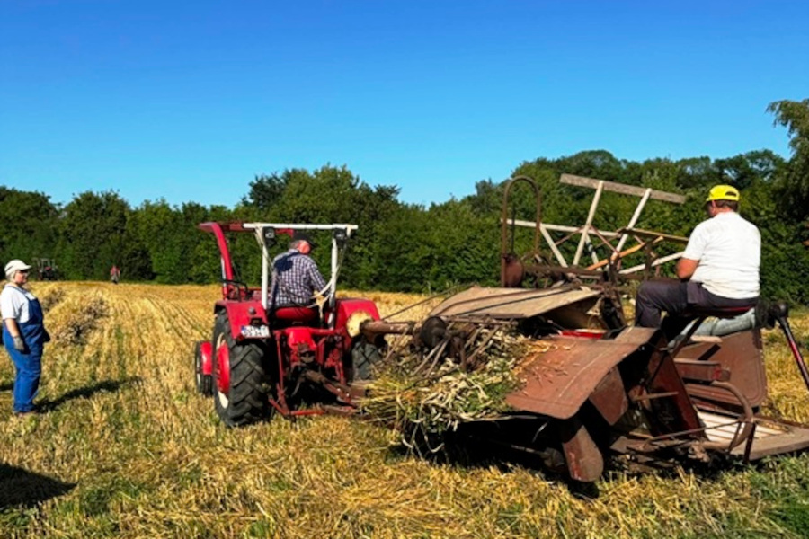 Ein Trecker mit einem Mähbinder bespannt, so ernteten die Treckerfreunde den auf eigenem Acker angebauten Weizen. Foto: Treckerfreunde