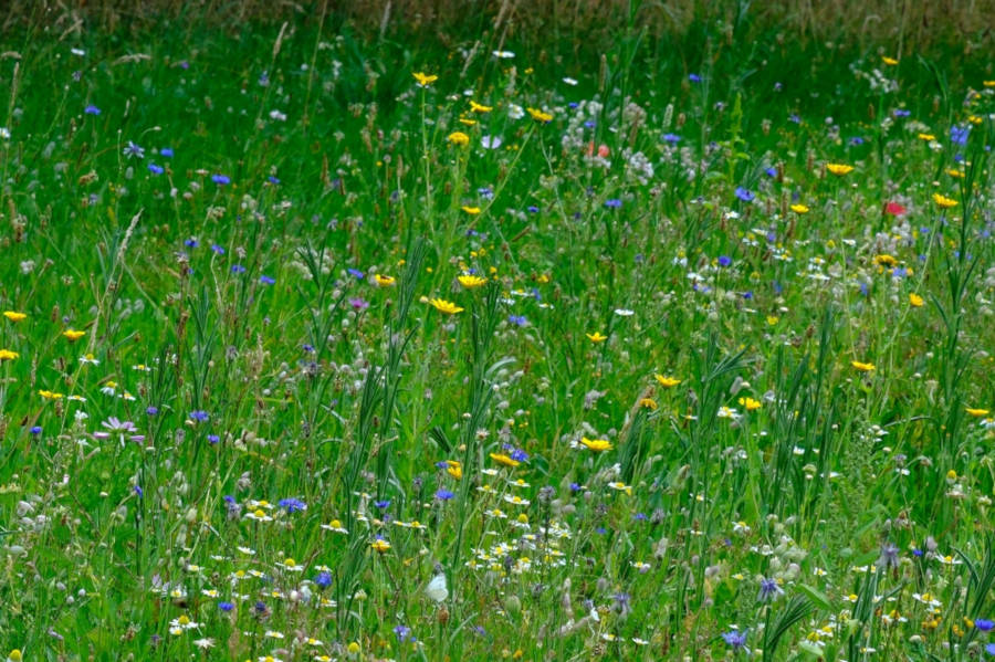 Die neu entstandene Wildblumenwiese im August 2026.
