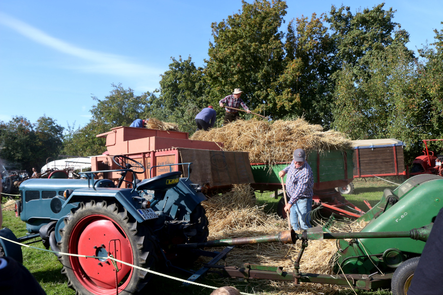 Oben auf dem Anhänger steht Baldur Havemann, der die Dreschmaschine mit Garben füttert. Unten räumt Dieter Sieweke das Stroh in den Ballenbinder. Foto: Thomas Dohna