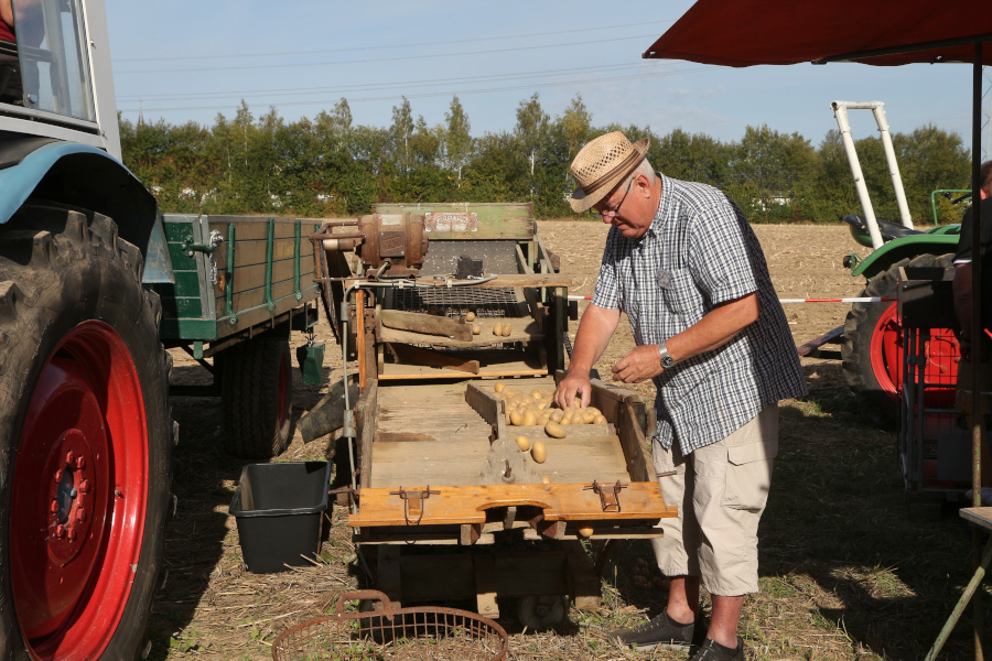 Hermann Oortman vom den Treckerfreunden Leopoldshöhe sortiert Kartoffeln. Foto: Thomas Dohna
