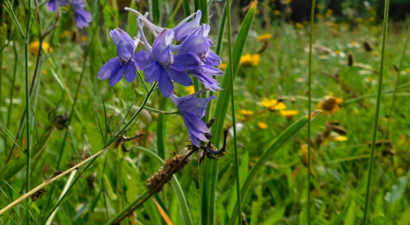 Der Acker- oder Feldrittersporn ist die Blume des Jahres 2026. Foto: NABU Leopoldshöhe/Ewald Thies
