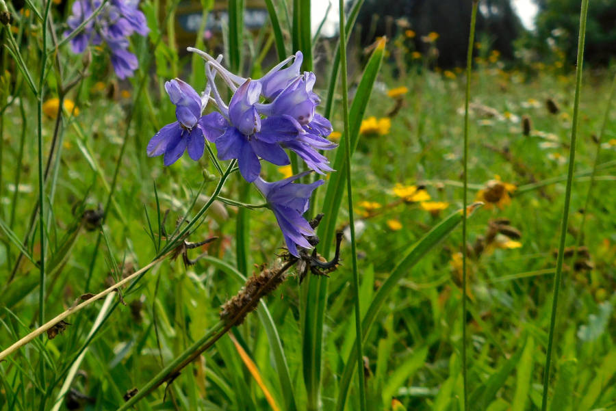 Der Acker- oder Feldrittersporn ist die Blume des Jahres 2026. Foto: NABU Leopoldshöhe/Ewald Thies